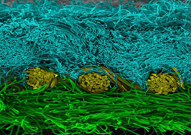 ラムース独自の3層構造